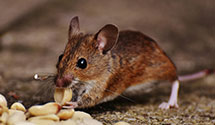 24 Hour & Emergency Exterminators in Greenbelt, MD